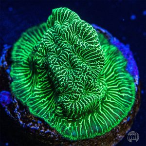 WWC Hulk Leptoseris Coral