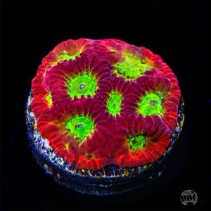 WWC Lemon-Lime Favites Coral