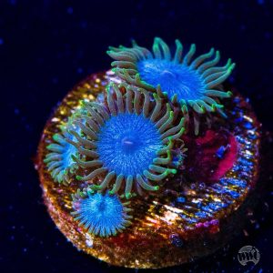 WWC Lich King Zoanthid Corals