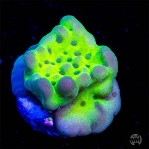 WWC Fortunate Charmz Montipora Coral