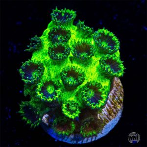 WWC Mint Chip Plesiastrea Coral