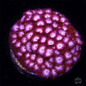 WWC Peppermint Cyphastrea Coral